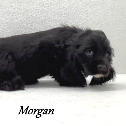 puppy, for, sale, Cocker Spaniel, Joe & Cherri  Overlease, dog, breeder, Miller, MO, dog-breeder, puppy-for-sale, forsale, nearby, find, puppyfind, locator, puppylocator, aca